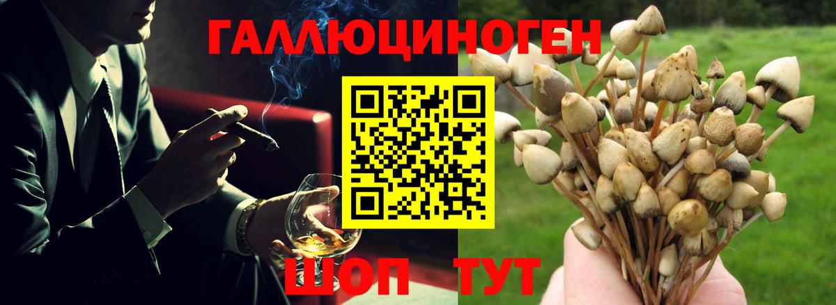 Батайск  Псилоцибиновые грибы GOLDEN TEACHER  Галлюциногенные грибы Psilocybine cubensis  Вход с VPN 